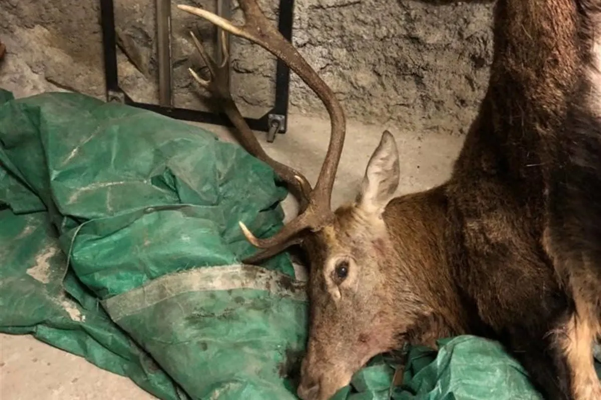 Brusio GR – An Weihnachtsabend Hirsch gewildert