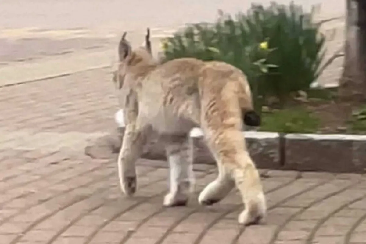 Goslar - Luchs im Stadtgebiet Braunlage gesichtet