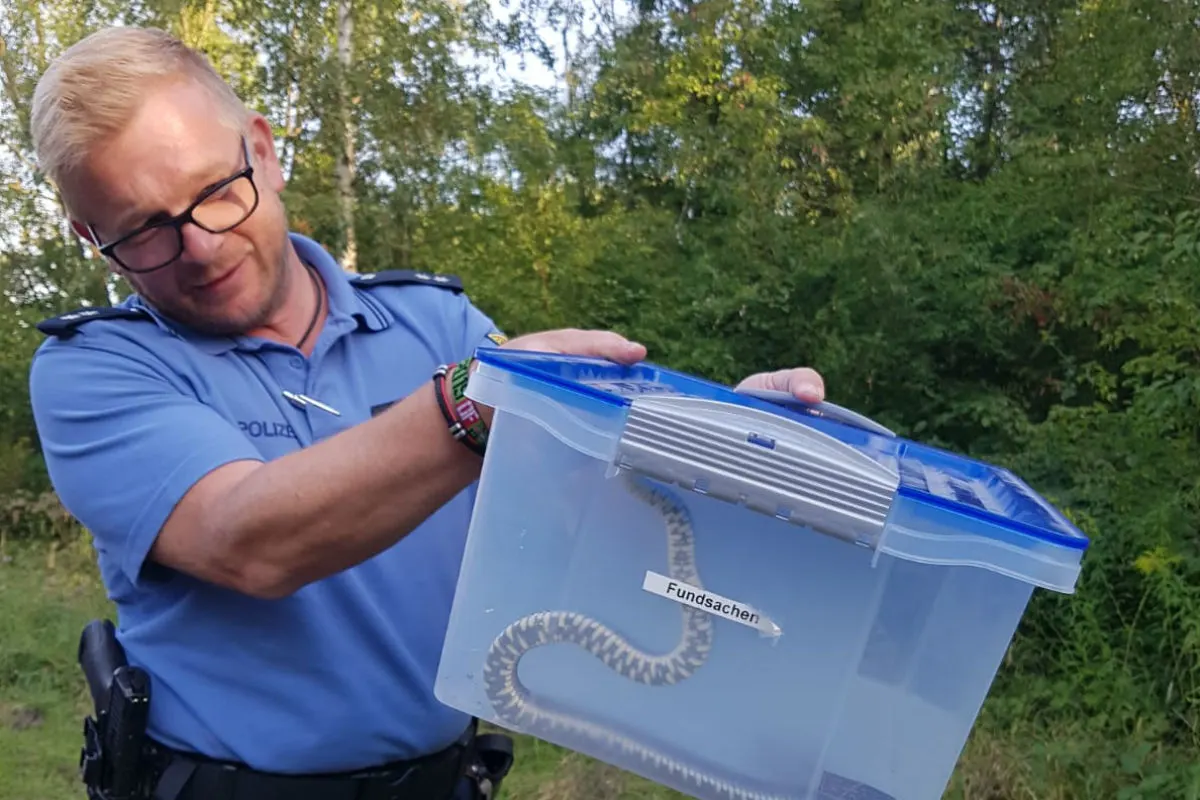 Witzenhausen - Ringelnatter sorgt für Einsatz im tegut-Markt
