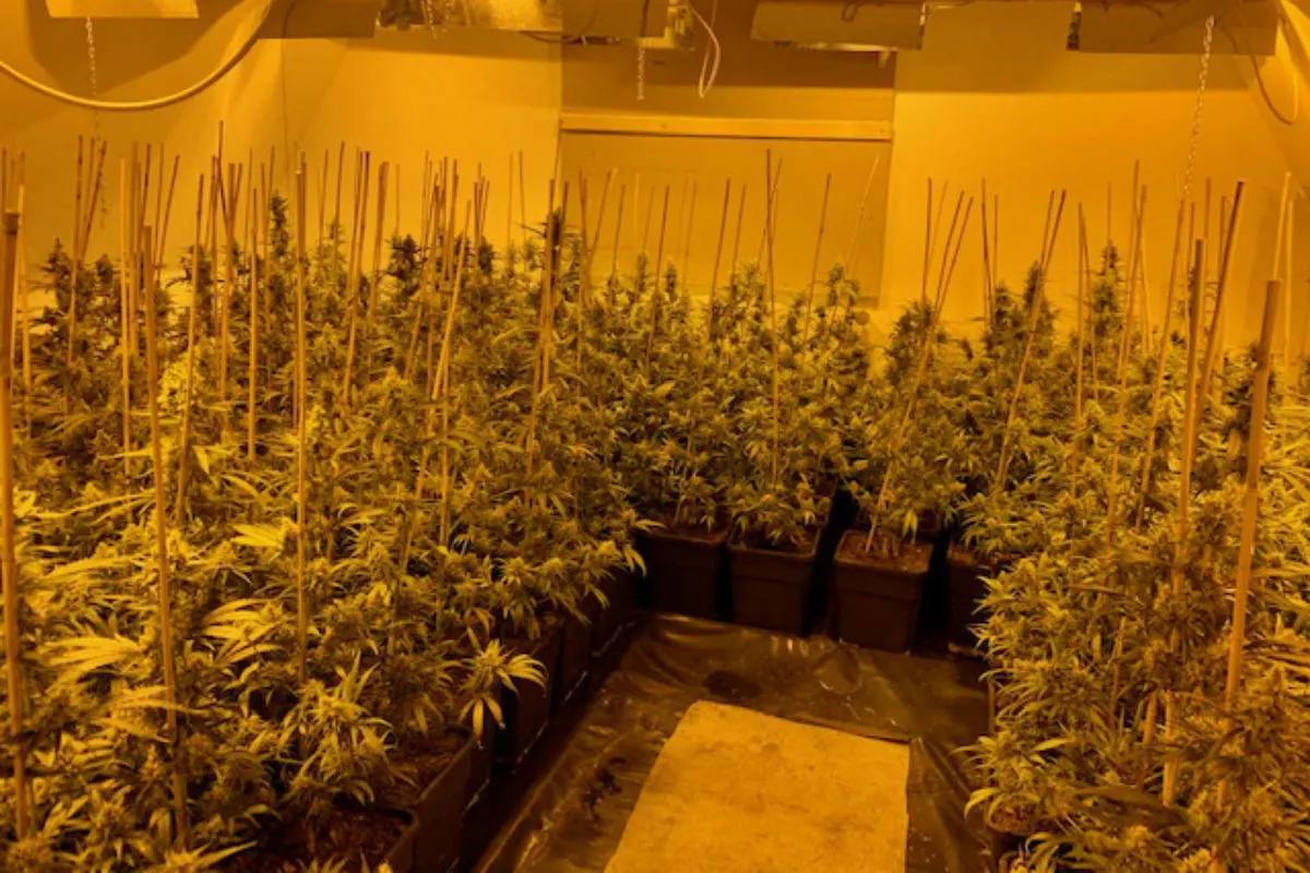 Hennef - Profi-Cannabisplantage ausgehoben