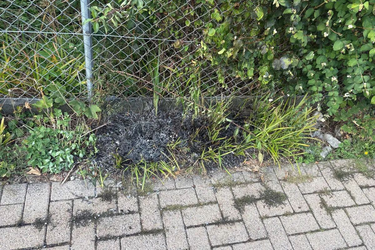 Auf dem Bild sind verkohlte Pflanzenreste zu sehen, die sich entlang eines Drahtzauns befinden. Der Boden zeigt Spuren eines kleinen Brandes.