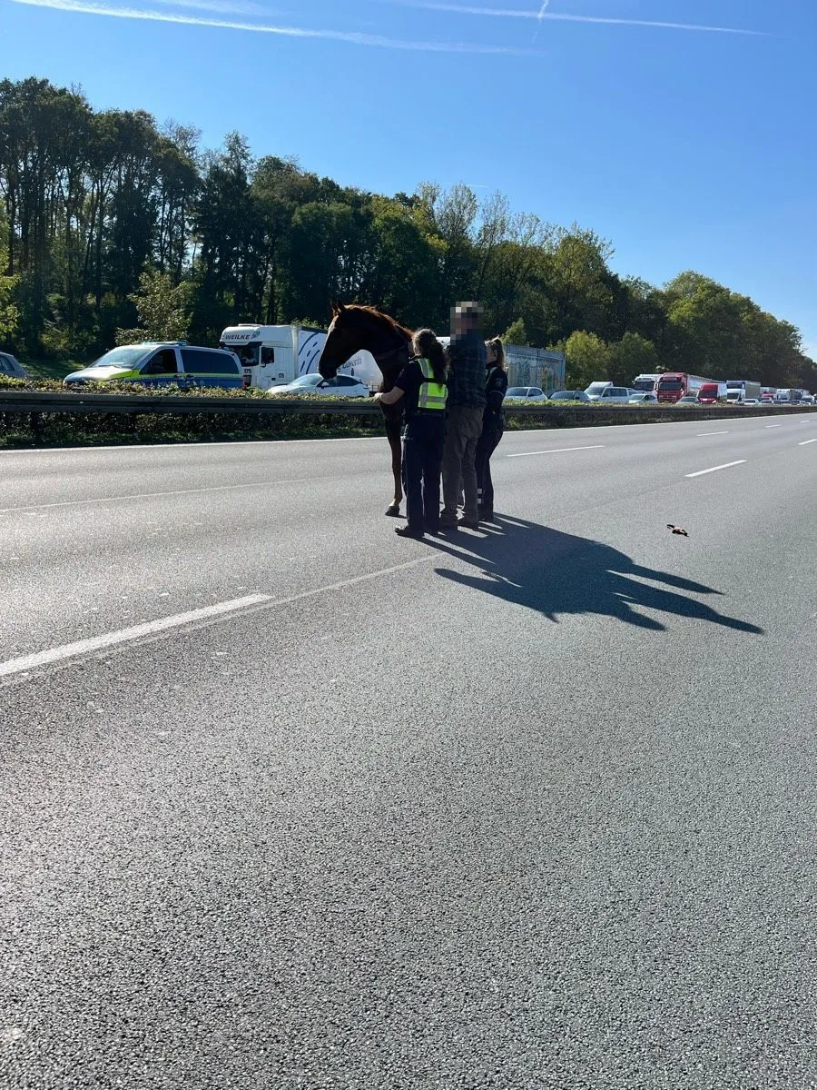 Drei Personen, darunter mindestens zwei Polizisten, führen ein Pferd auf einer Autobahn, flankiert von stehenden Fahrzeugen bei klarem Himmel.