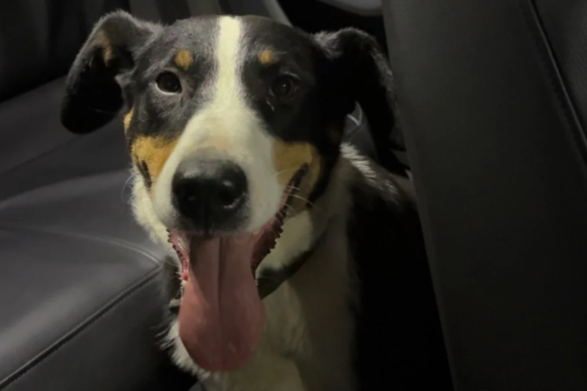 Update Ransweiler RP – Von Polizei gefundener Hund wieder bei Besitzer