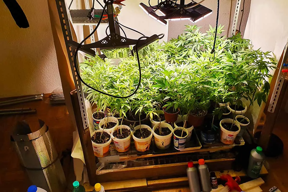 Hildesheim - Cannabisplantage in Wohnung beschlagnahmt