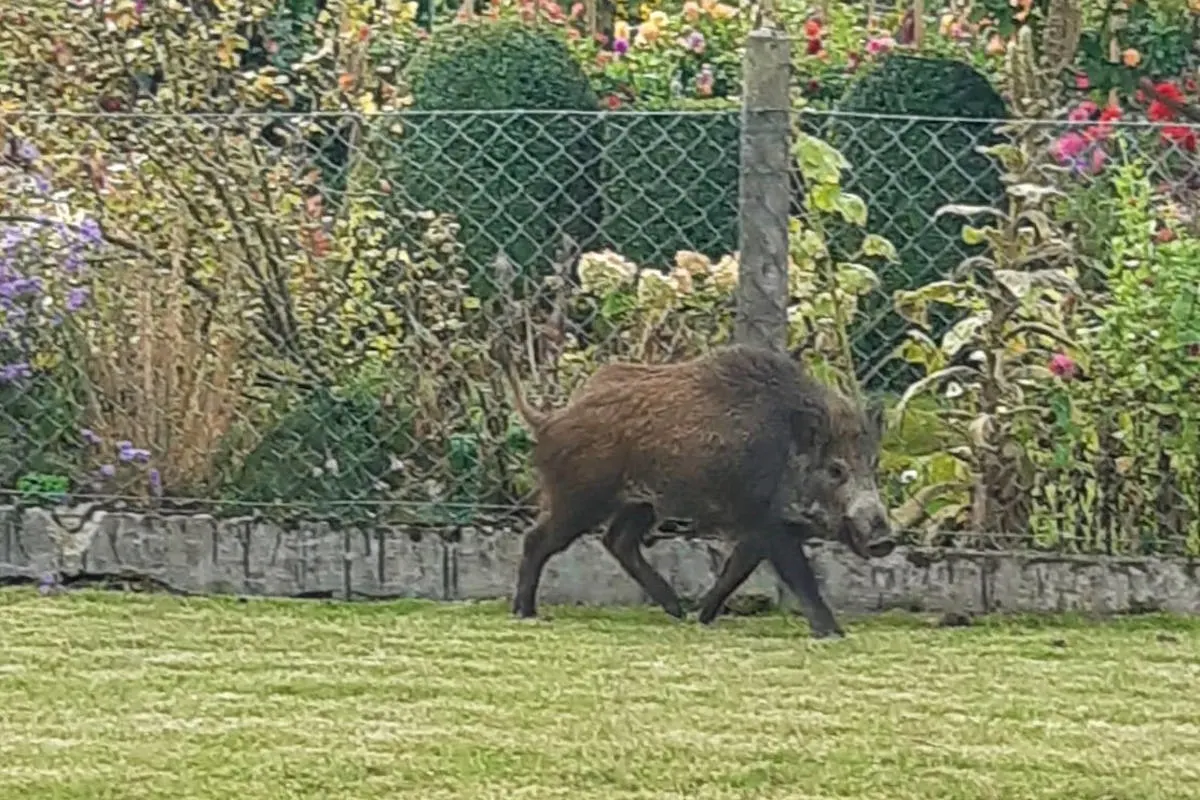 Giesen – Wildschwein auf Abwegen
