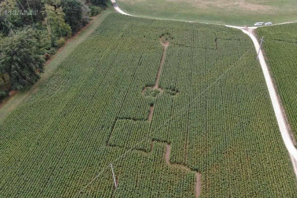 Efringen-Kirchen - Labyrinth in Maisfeld