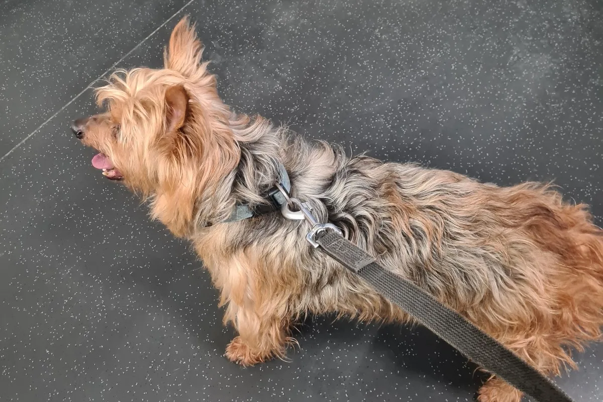 Trier - Yorkshire Terrier aufgefunden 