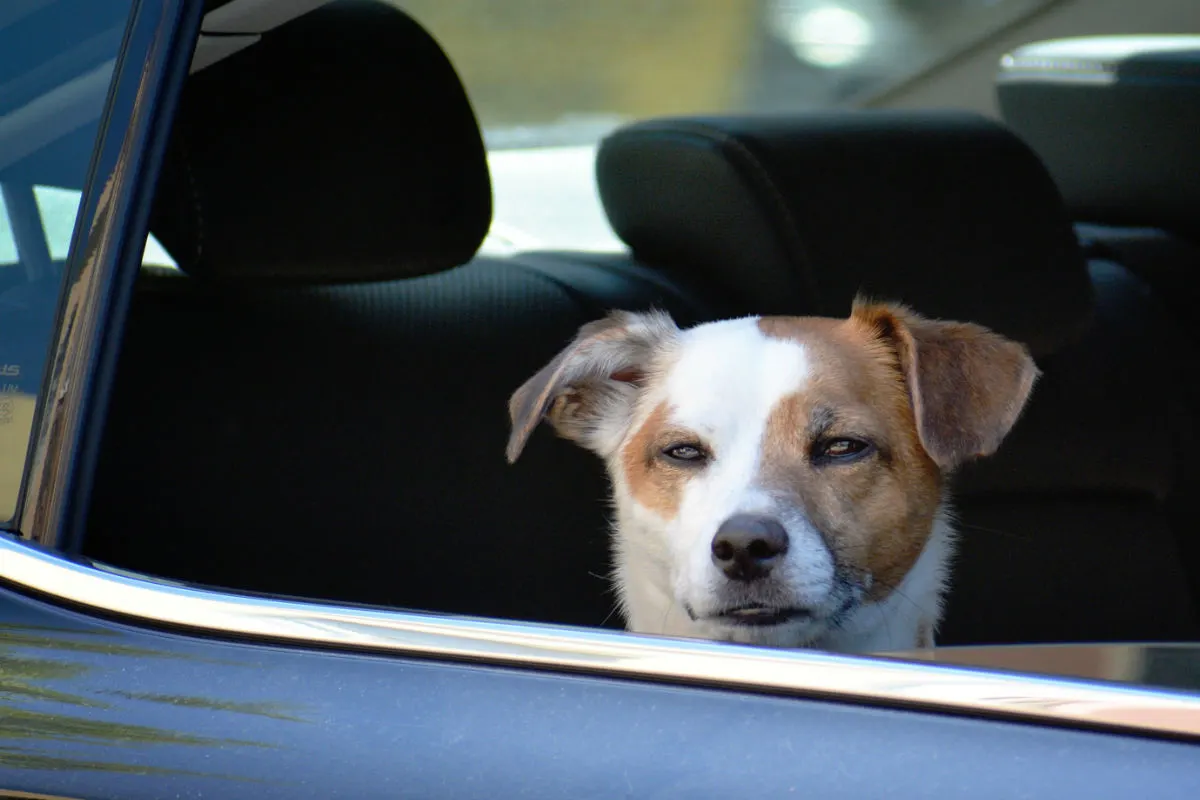 Hund aus Auto befreit