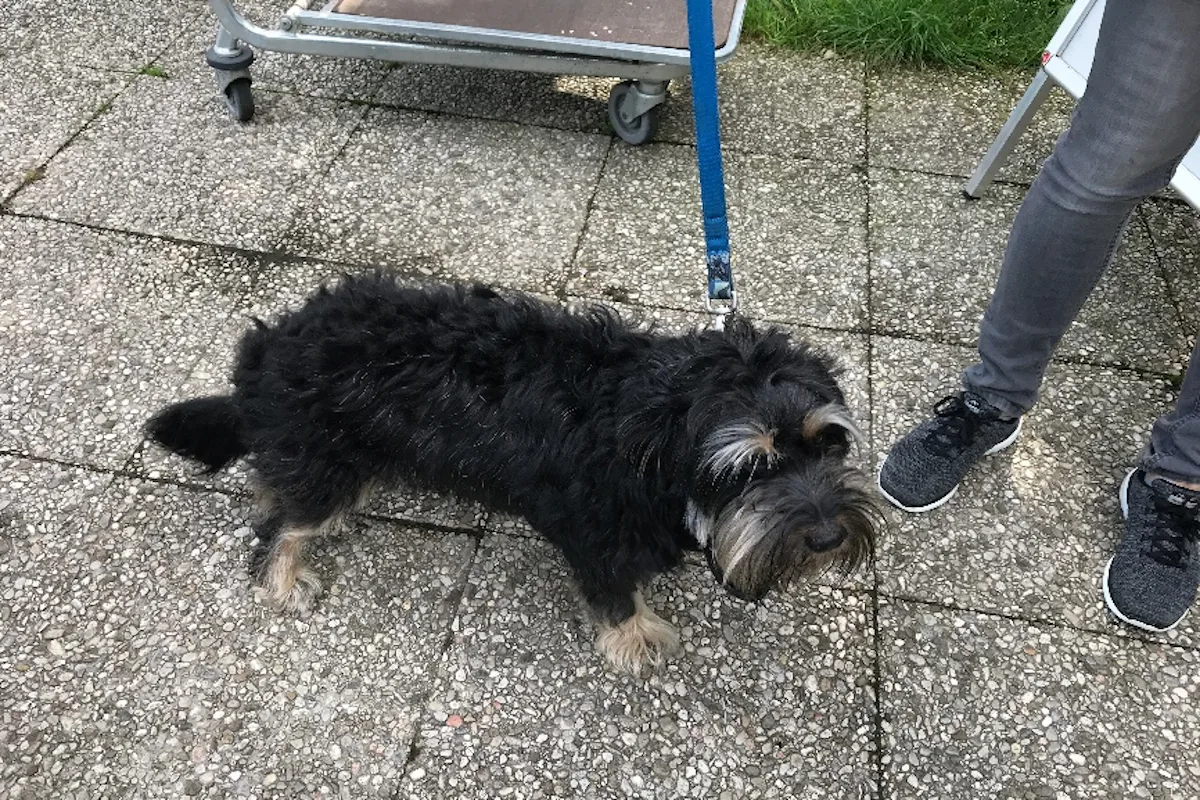 Bezirk Linz-Land – Hund ausgesetzt
