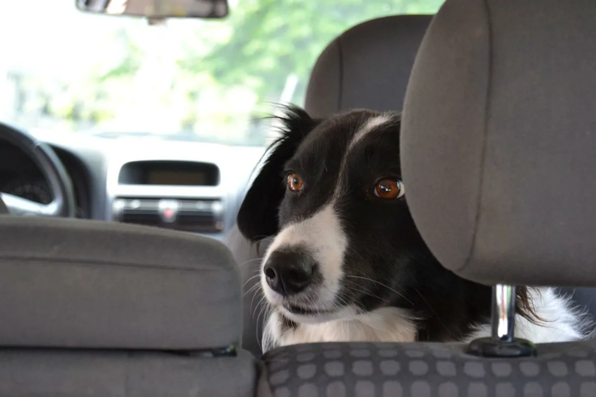 Lauterecken (DE) - Hund im heissen Auto zurückgelassen