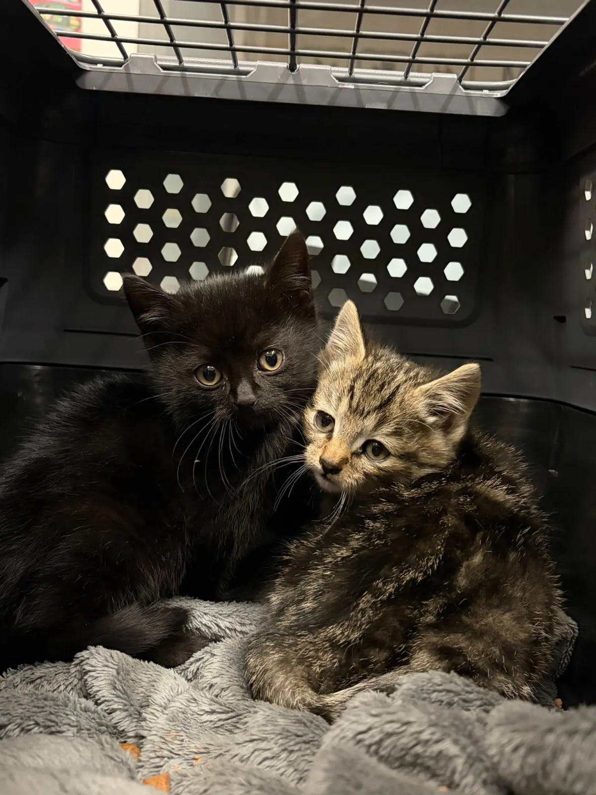 Zwei Kätzchen blicken aus einer schwarzen Transportbox heraus, umgeben von einer Decke. Eine Katze ist schwarz, die andere getigert.