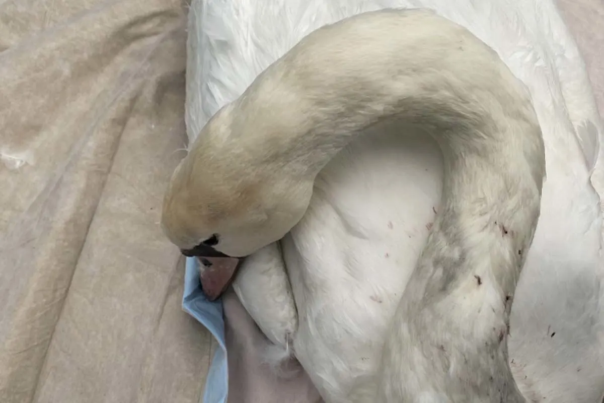 Mörfelden – LKW-Fahrer rettet Schwan