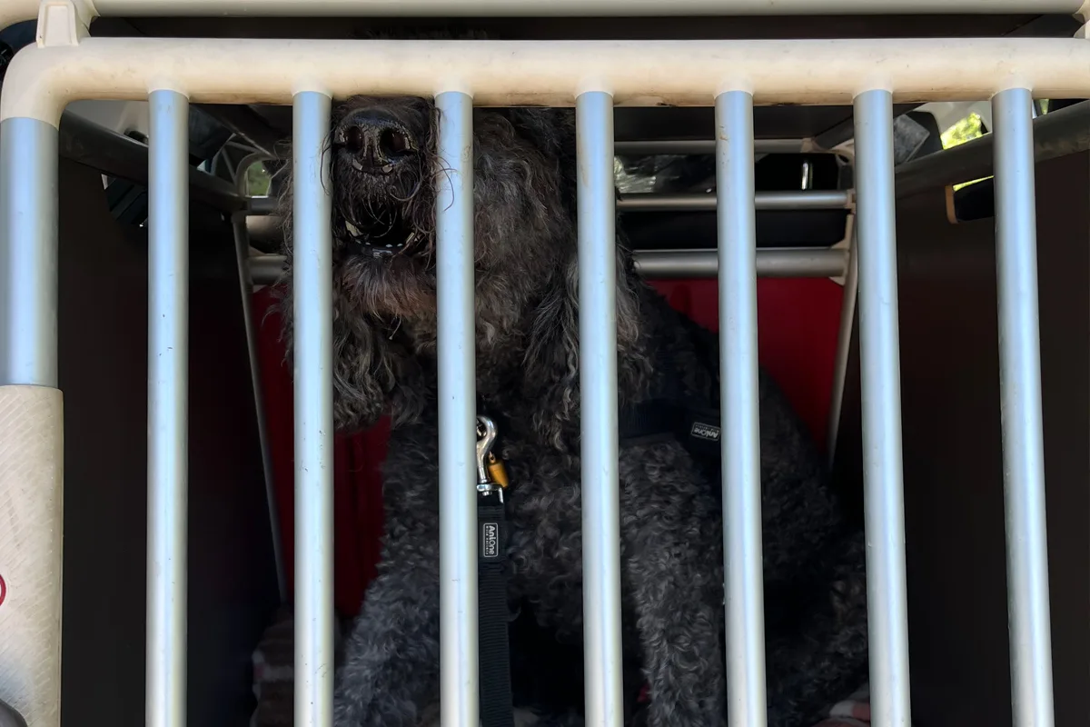 Ermittlungen gegen Hundehalterin aus Essen NW – Polizei rettet Hund aus überhitztem Auto