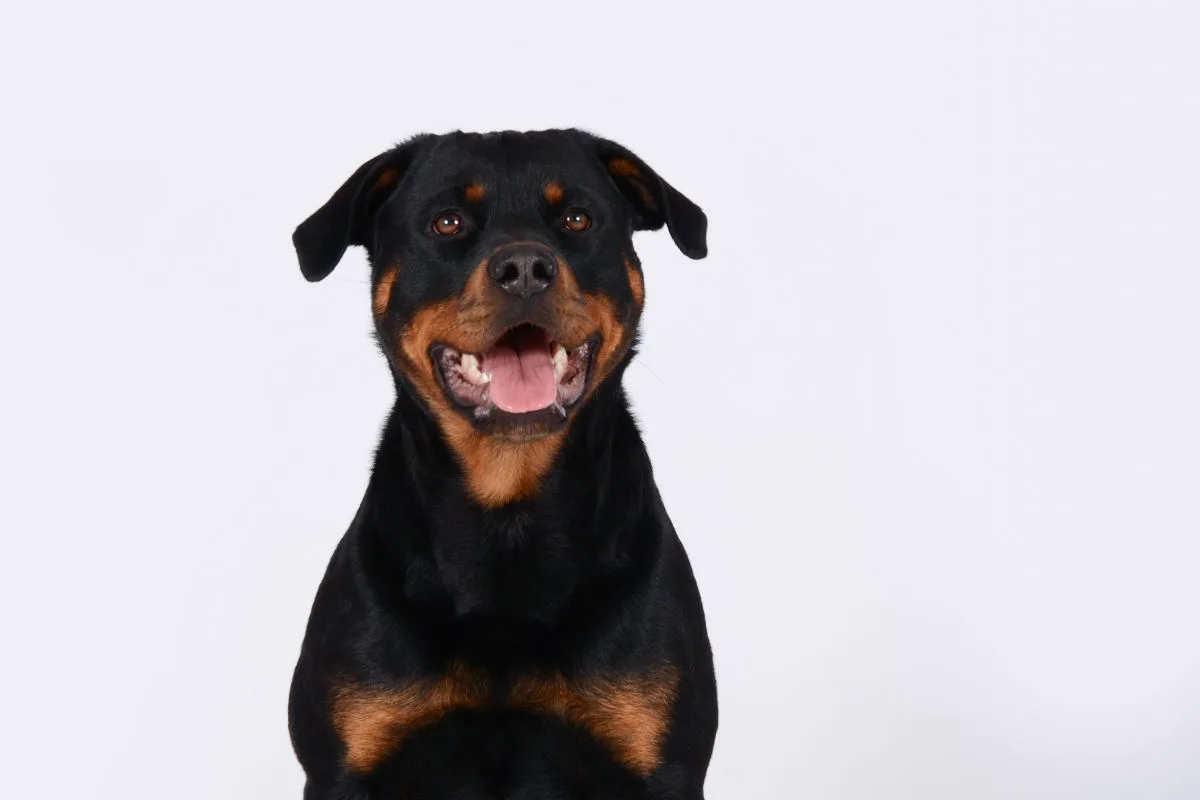 Bad Wurzach – Rottweiler-Hündin beißt Kinder
