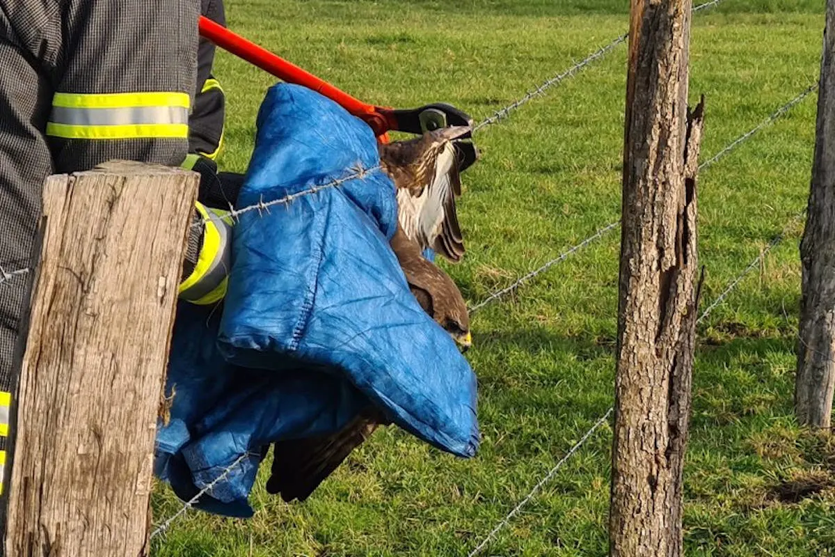 Wetter (Ruhr) – Feuerwehr befreit Greifvogel aus Stacheldraht