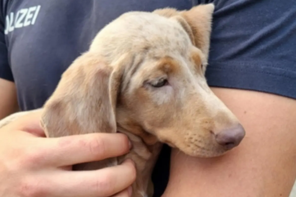 Ein Polizist in dunkelblauem T-Shirt hält einen kleinen grauen Hund im Arm. Der Blick des Hundes ist seitlich gerichtet.