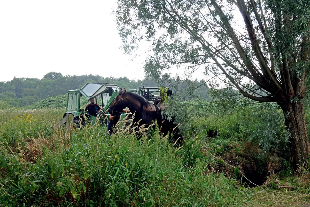 Pferd aus Graben befreit