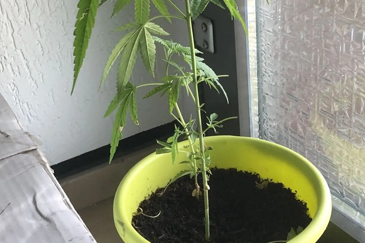 Oberhausen - Kleine Cannabispflanze im Treppenhaus entdeckt