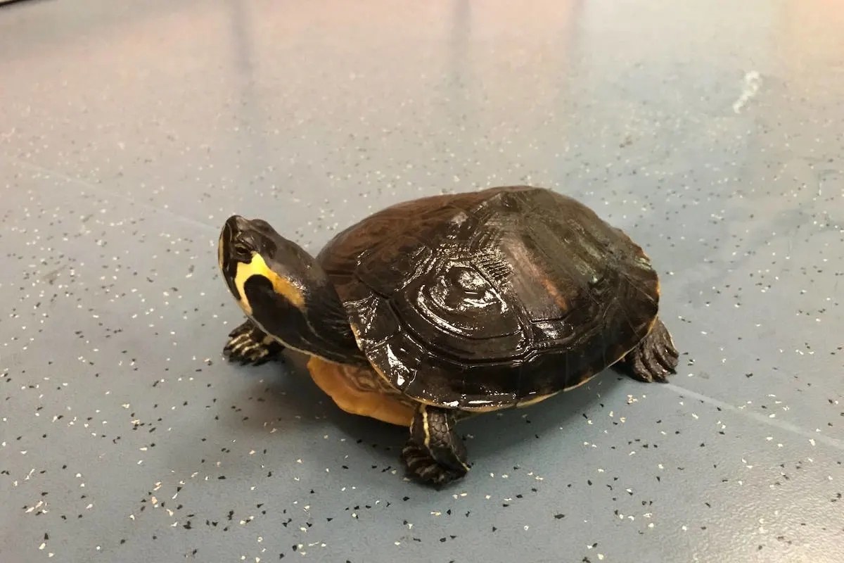 Kaiserslautern – Wasserschildkröte auf dem Trockenen