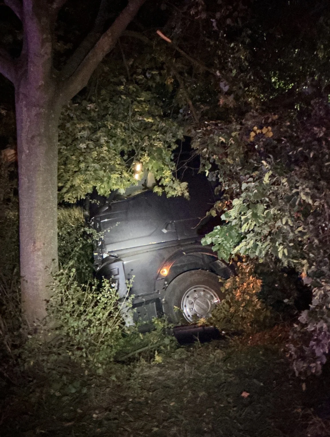 Ein großer schwarzer Lastwagen ist in ein dichtes Baumareal gefahren und sitzt fest, umgeben von Ästen und Laub.