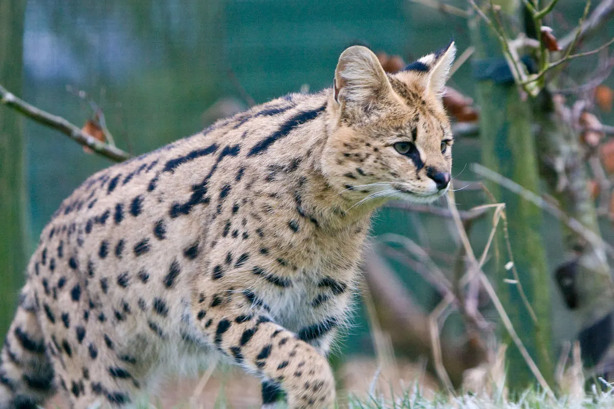 Wenslingen BL - Serval eingefangen