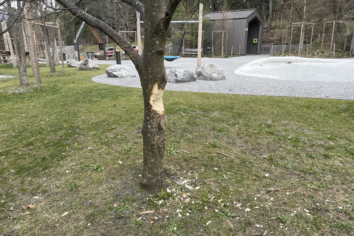 Vaduz FL – Linde mit einer Axt beschädigt