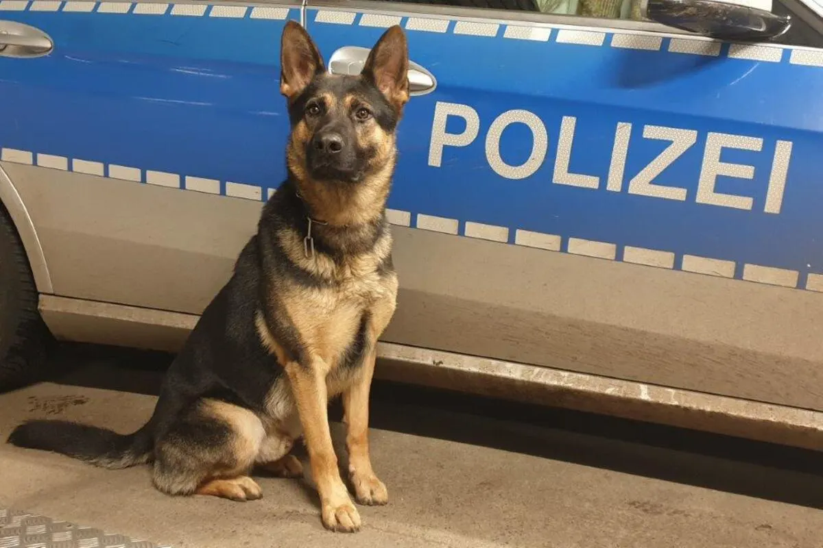 Hamburg - Polizeihund Whisper hilft Einbrecher festzunehmen 