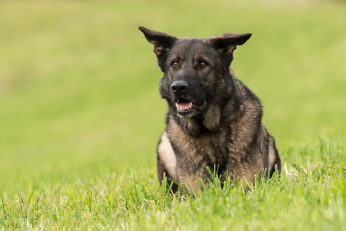 Chur GR – Polizeihund Cody findet Autoschlüssel