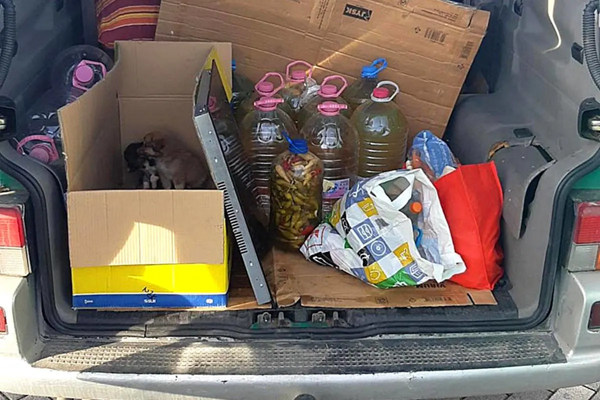 Bad Gottleuba – Zwei Hundewelpen auf der A17 entdeckt