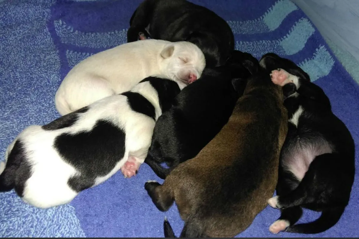 Göttingen/Seeburg - Ausgesetzte Hunde sollen gemeinsam Geburtstag feiern