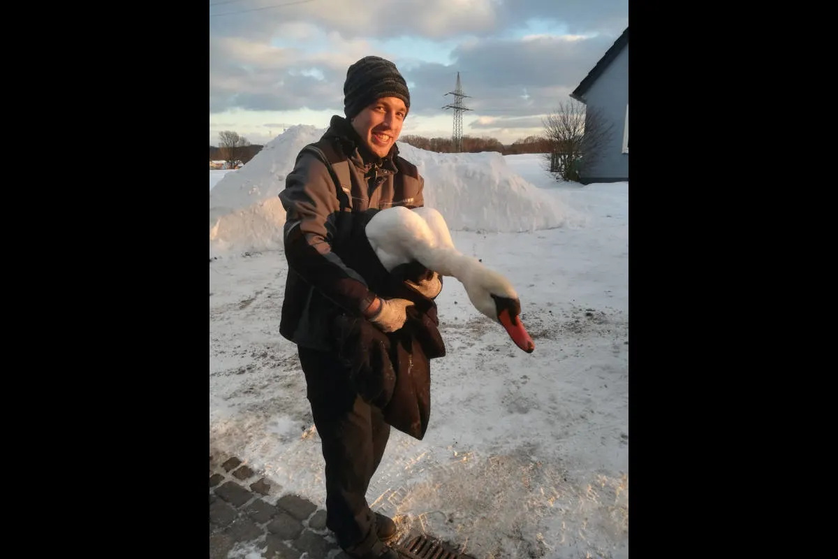 Lage – Schwan nach Flug in Hochspannungsleitung abgestürzt