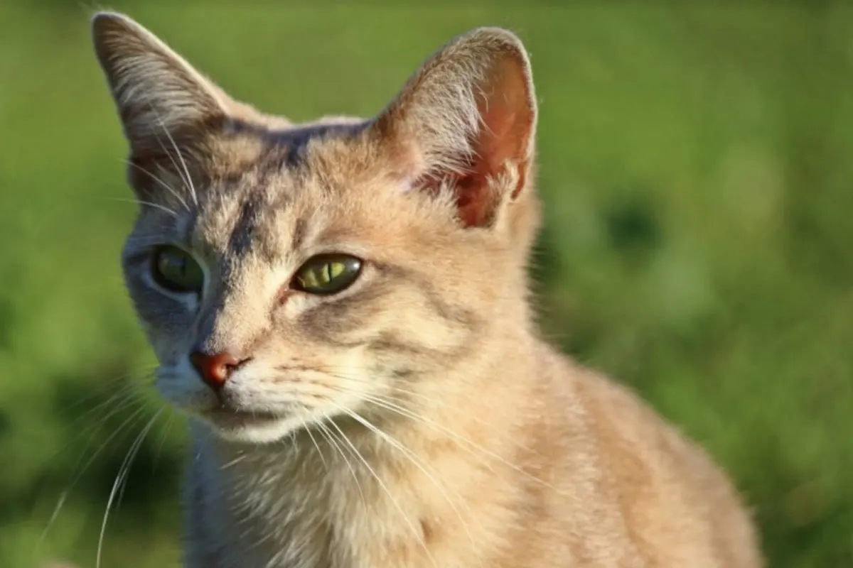  Tierquäler tötet Katze mit 20 Schüssen
