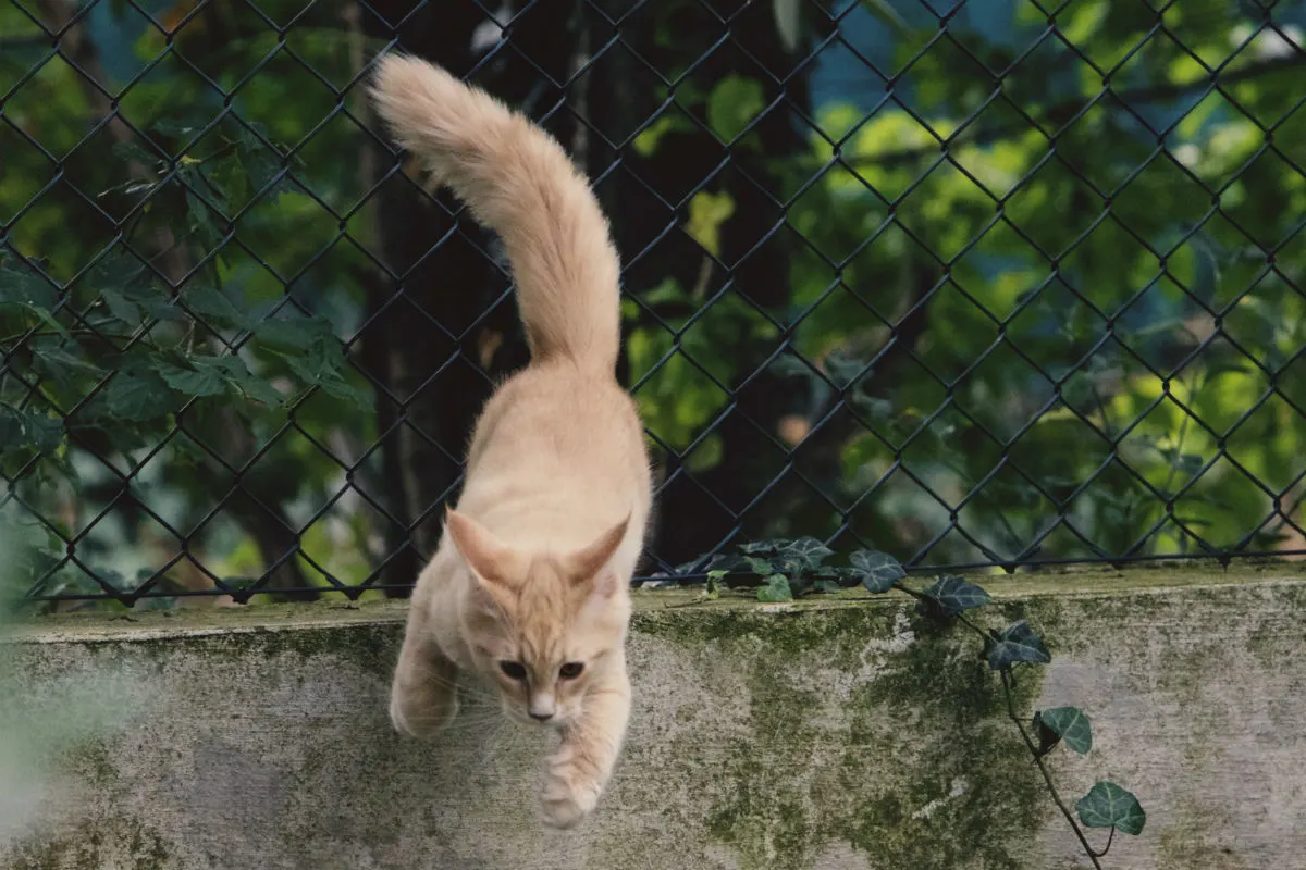 Schwandorf (D) -  21-jähriger Tierhasser wirft zwei Katzen aus Fenster
