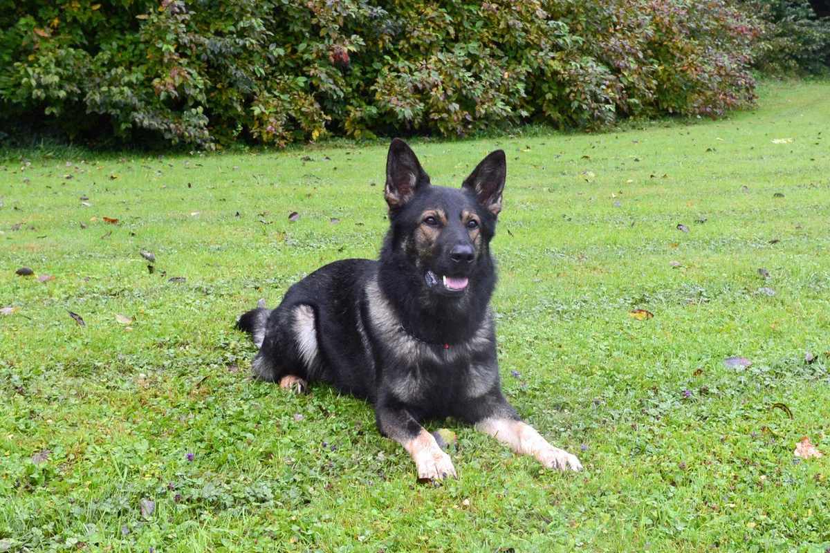 Ein Deutscher Schäferhund liegt entspannt auf einer grünen Wiese vor einer Hecke mit grünem Laub.