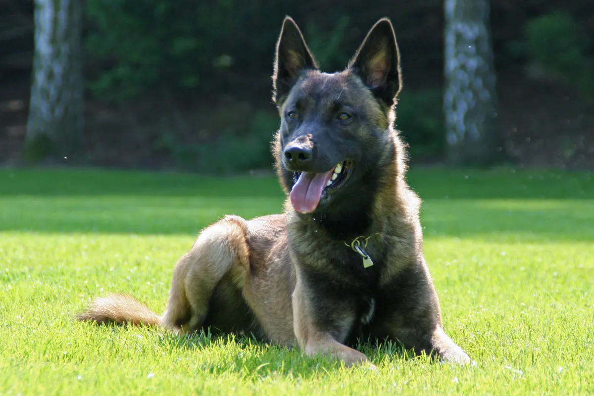 Dortmund – Rauschgiftspürhund Bascos Beute der vergangenen Tage