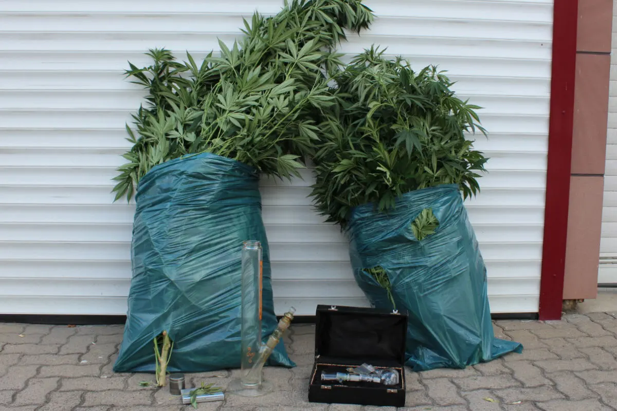 Waldgrehweiler - Cannabis-Plantage im Garten