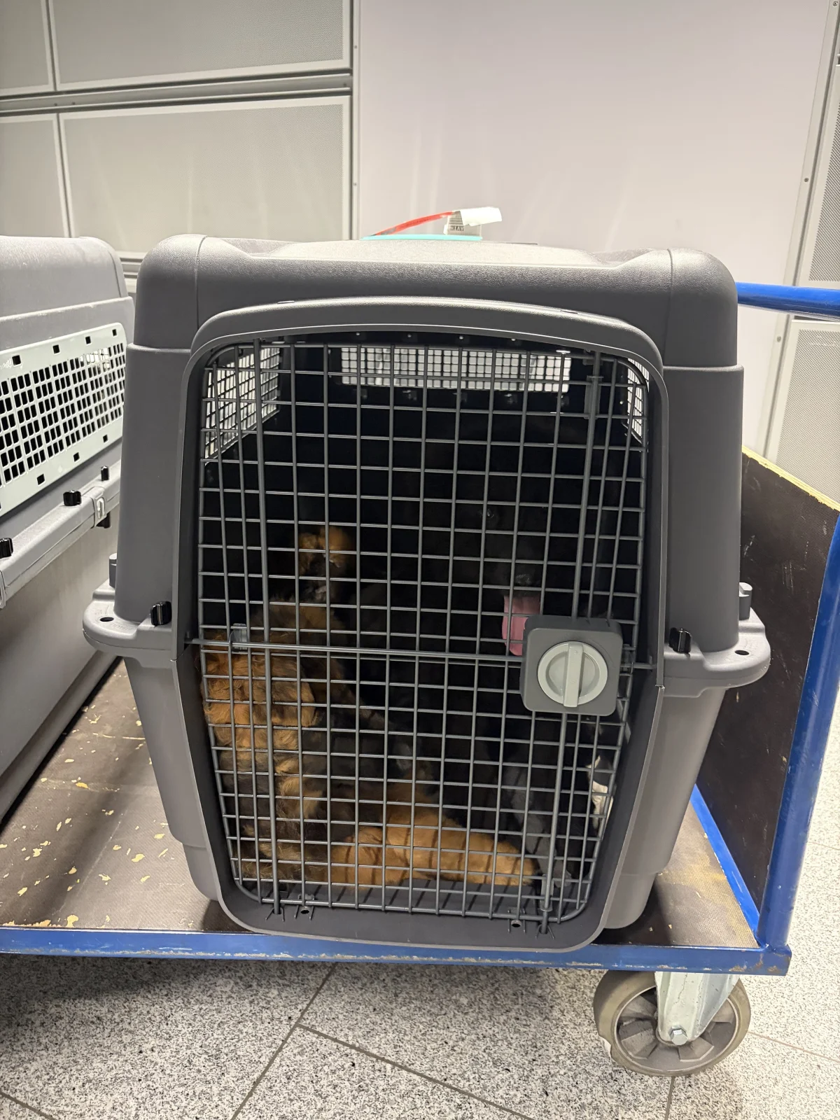 Eine grau-schwarze Tiertransportbox mit einem dahinterliegenden Hund auf einem Rollwagen. Der Boden ist aus Fliesen.