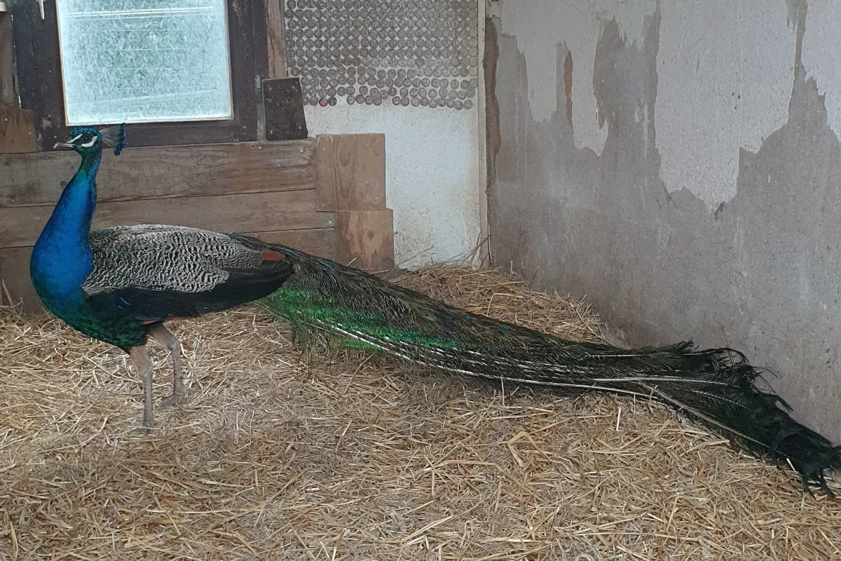 Fluorn-Winzeln – Herrenloser Pfau aufgefunden