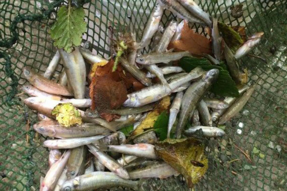 Wilchingen SH - Bachverschmutzung verursacht Fischsterben 