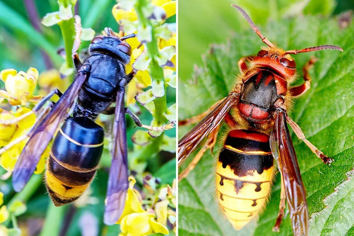 Asiatische Hornisse: Sichtungen melden!
