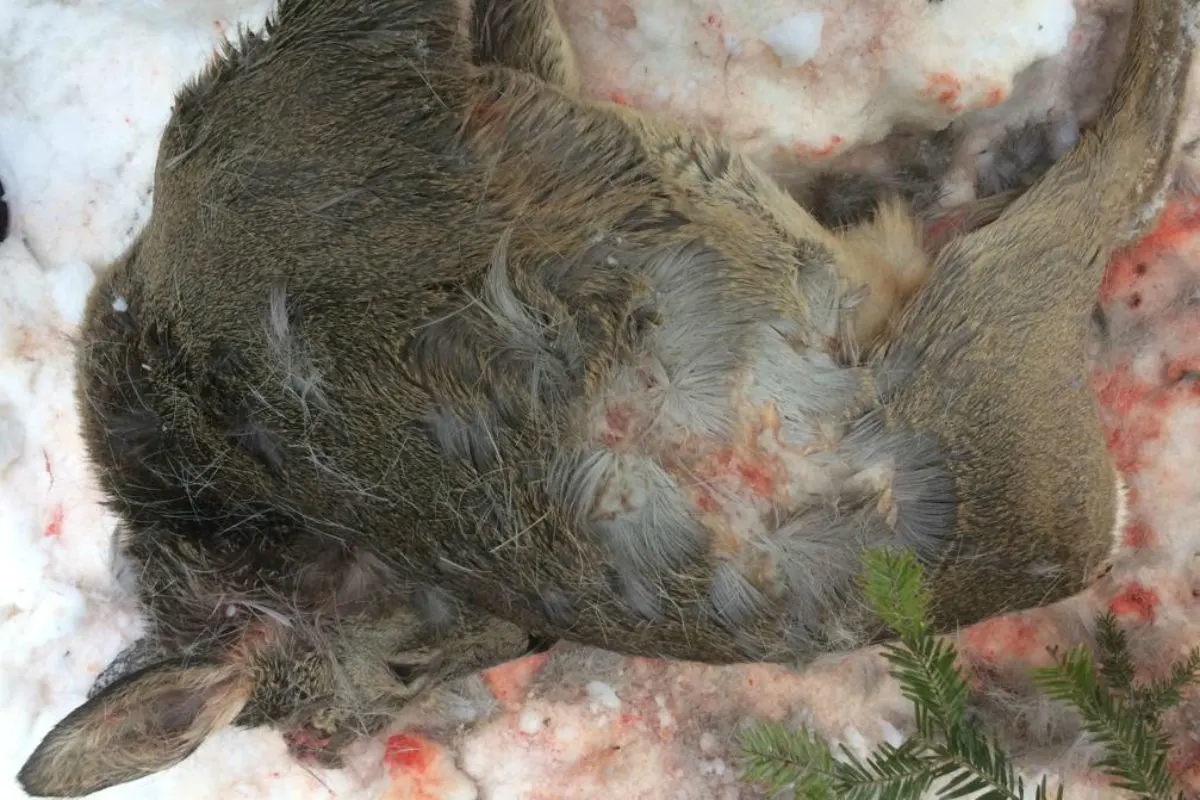 Wildernde Hunde reissen drei Rehe in Appenzell Ausserrhoden