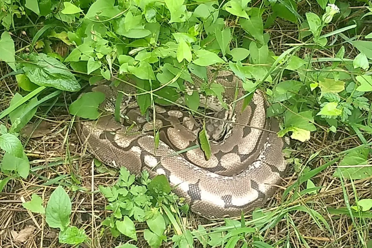 Königspython im Gebüsch