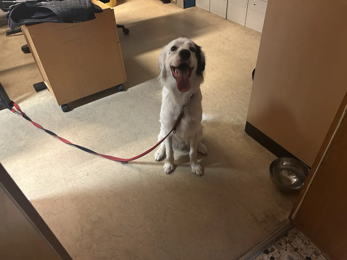 Ein Hund sitzt an einer Leine in einem Büro mit Schreibtischen und einem Wassernapf daneben auf dem Boden.