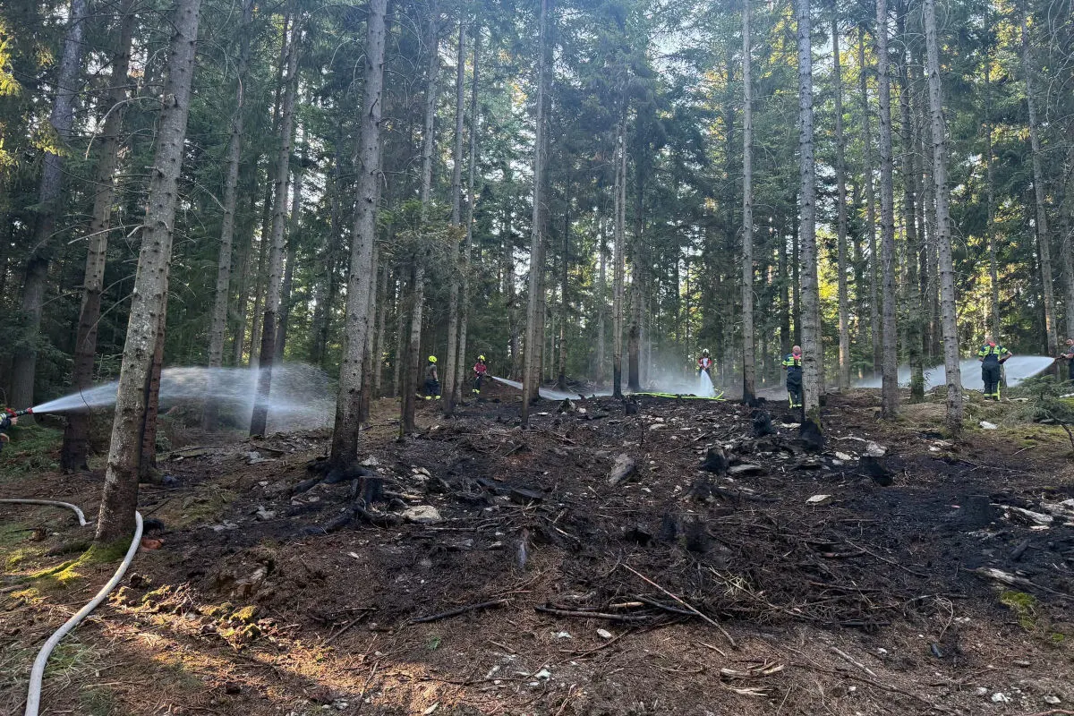 Im Wald bekämpfen mehrere Feuerwehrleute einen Brand. Sie verwenden Schläuche, um das Feuer zu löschen, umgeben von Bäumen.