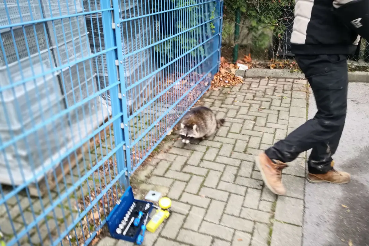 Waschbär aufgegabelt