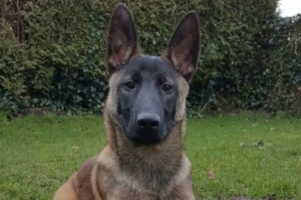 Ausgesetzter Welpe wird Polizeihund