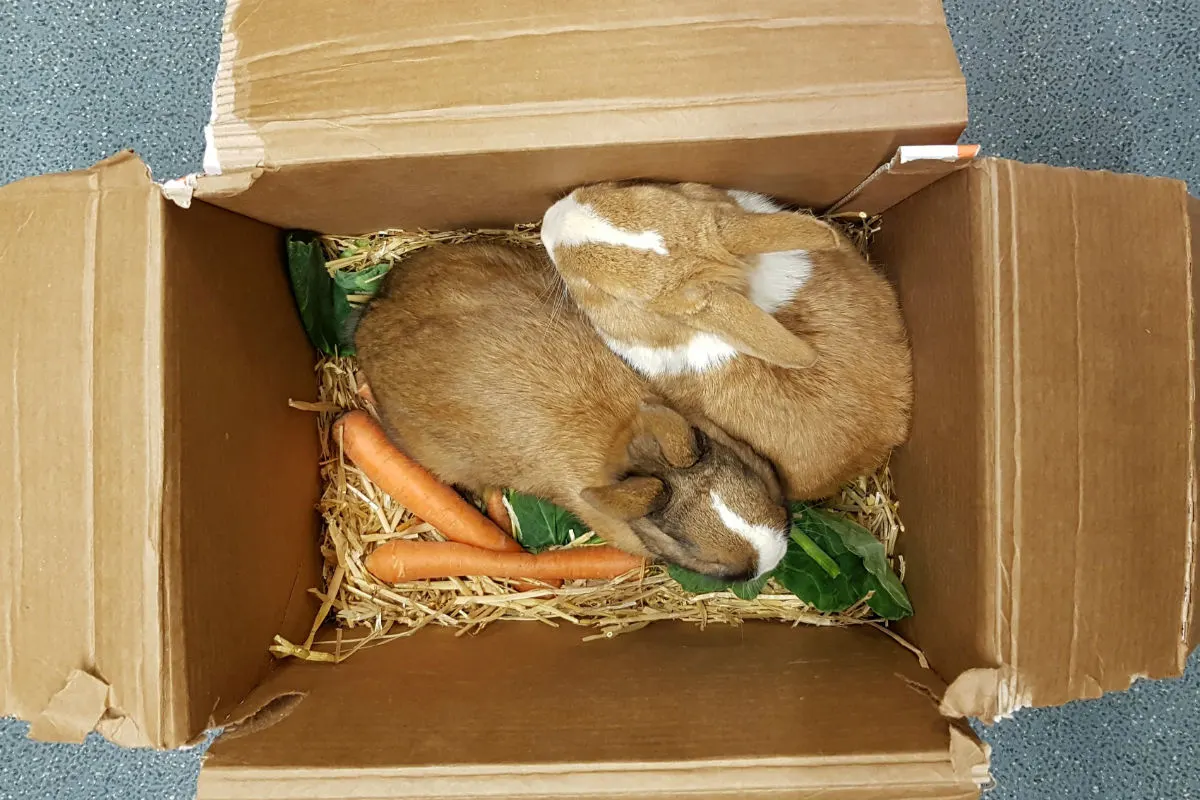 Zwei Kaninchen ausgesetzt - Zeugenaufruf