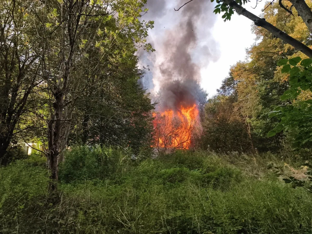 Ein intensives Feuer in einem Waldgebiet breitet sich schnell aus, Rauch steigt in den Himmel. Dichte Vegetation umgibt die Flammen.