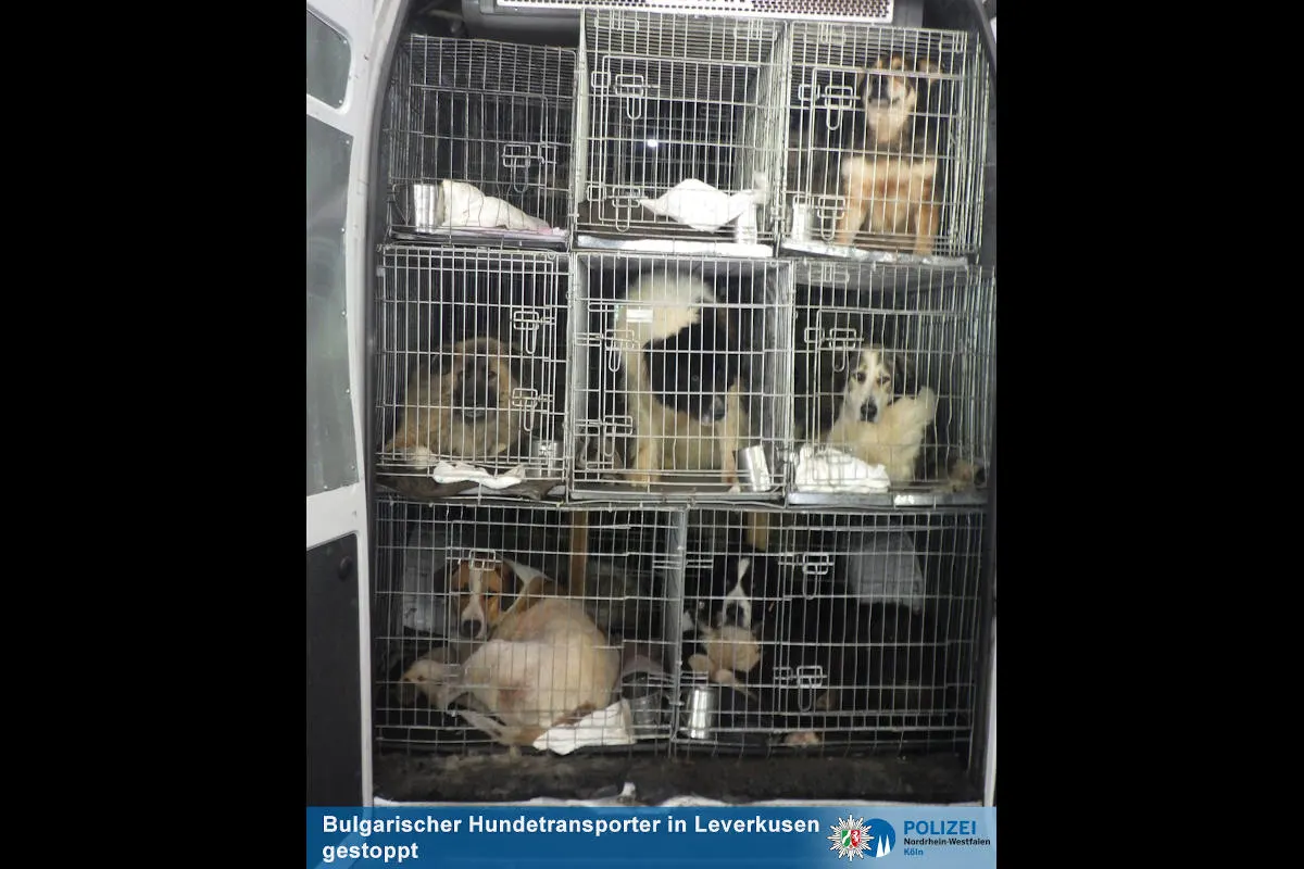 Leverkusen-Wiesdorf  – Hunde ins Tierheim gebracht