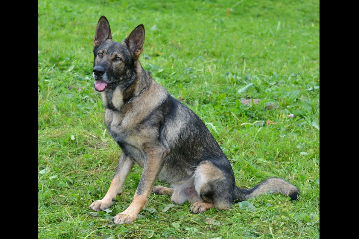 Horw LU - Polizeihund Mitch stellt Einbrecher